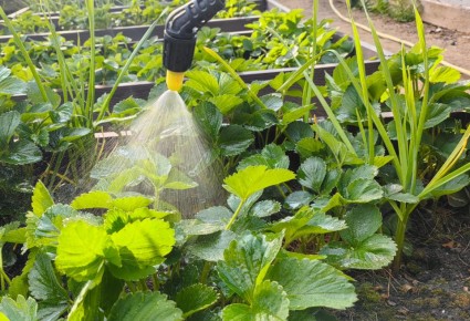 ����������� ������ ��������: ������ �� ������ � �����������