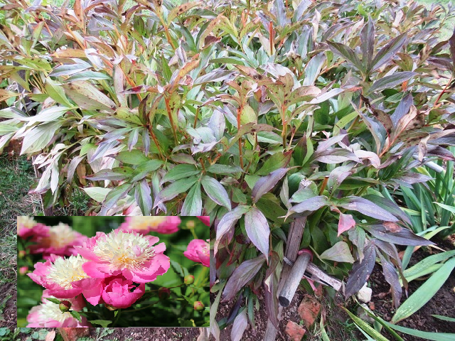 Зачем и когда правильно обрезать пионы на зиму?