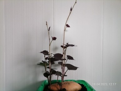 ���������� ������� � ������� ������: ����������� ��������