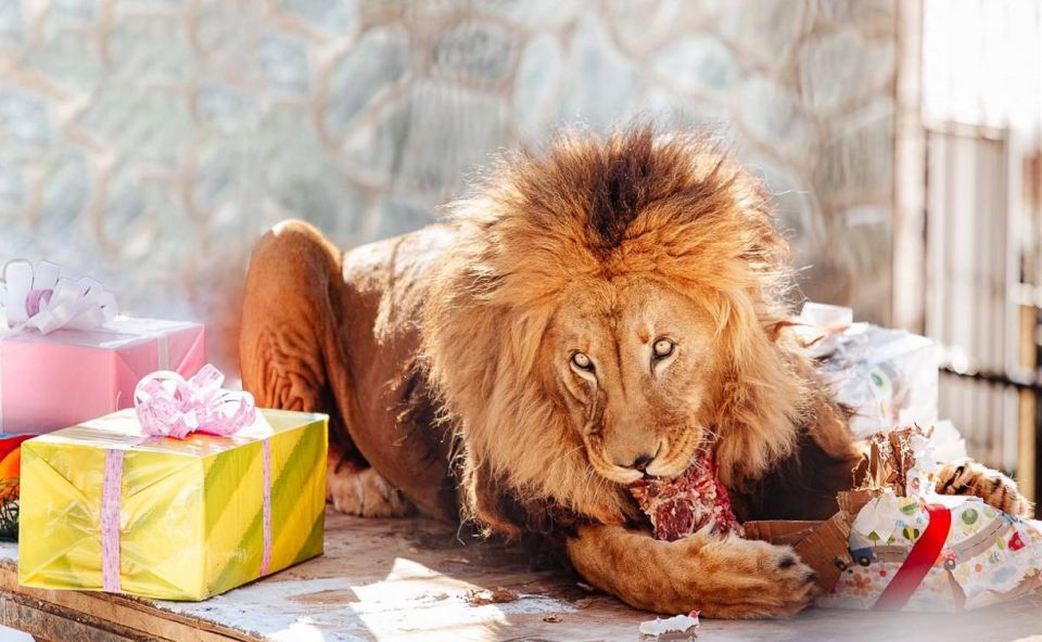 � ����-���������� ������� 17-����� ���� �����