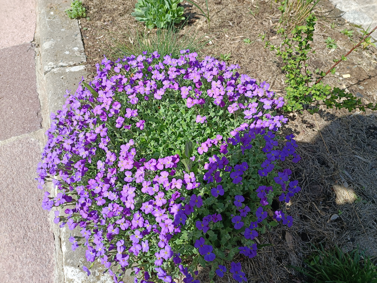 Секреты красивого сада без хлопот: создаем чудеса с растениями-подушками