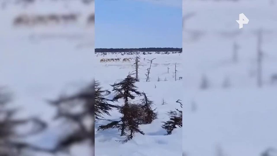 ������ ����� ������ ����� ������������� �������� ������ ������ �������� �� ��������