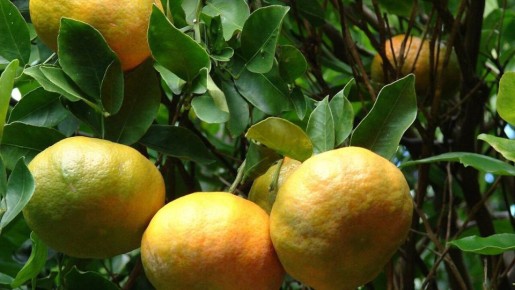 ���� �� �����������: ������� ��������� ����� � ������������