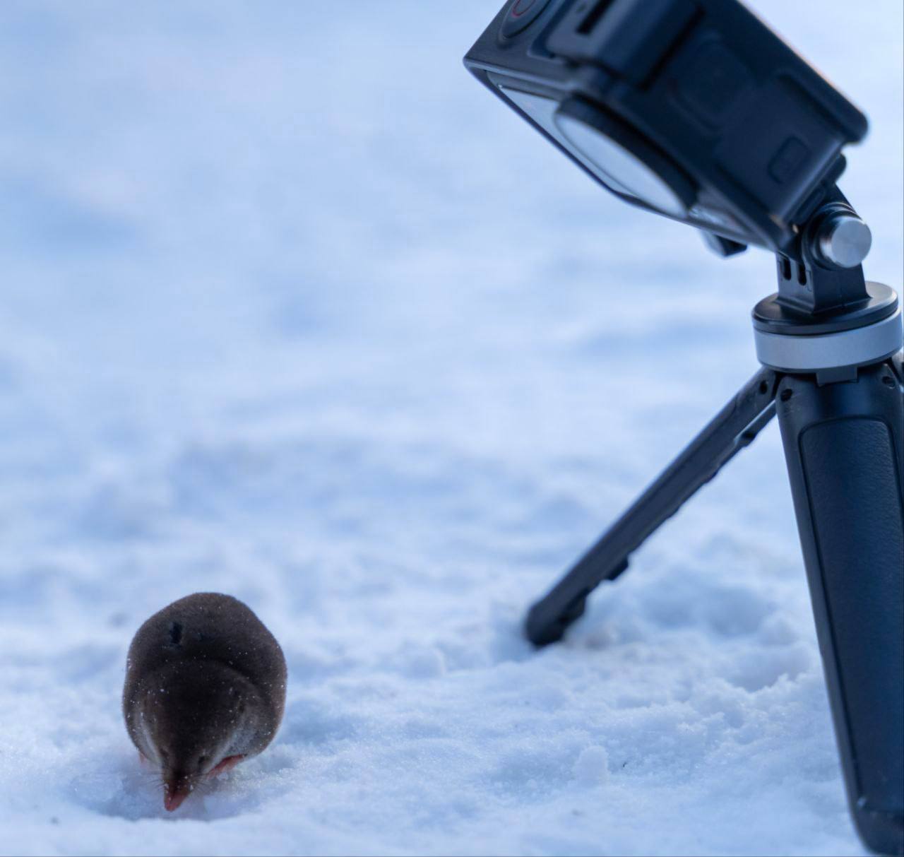 Останец Лягушка обзавелся маленьким смотрителем Останец Лягушка обзавелся маленьким смотрителем