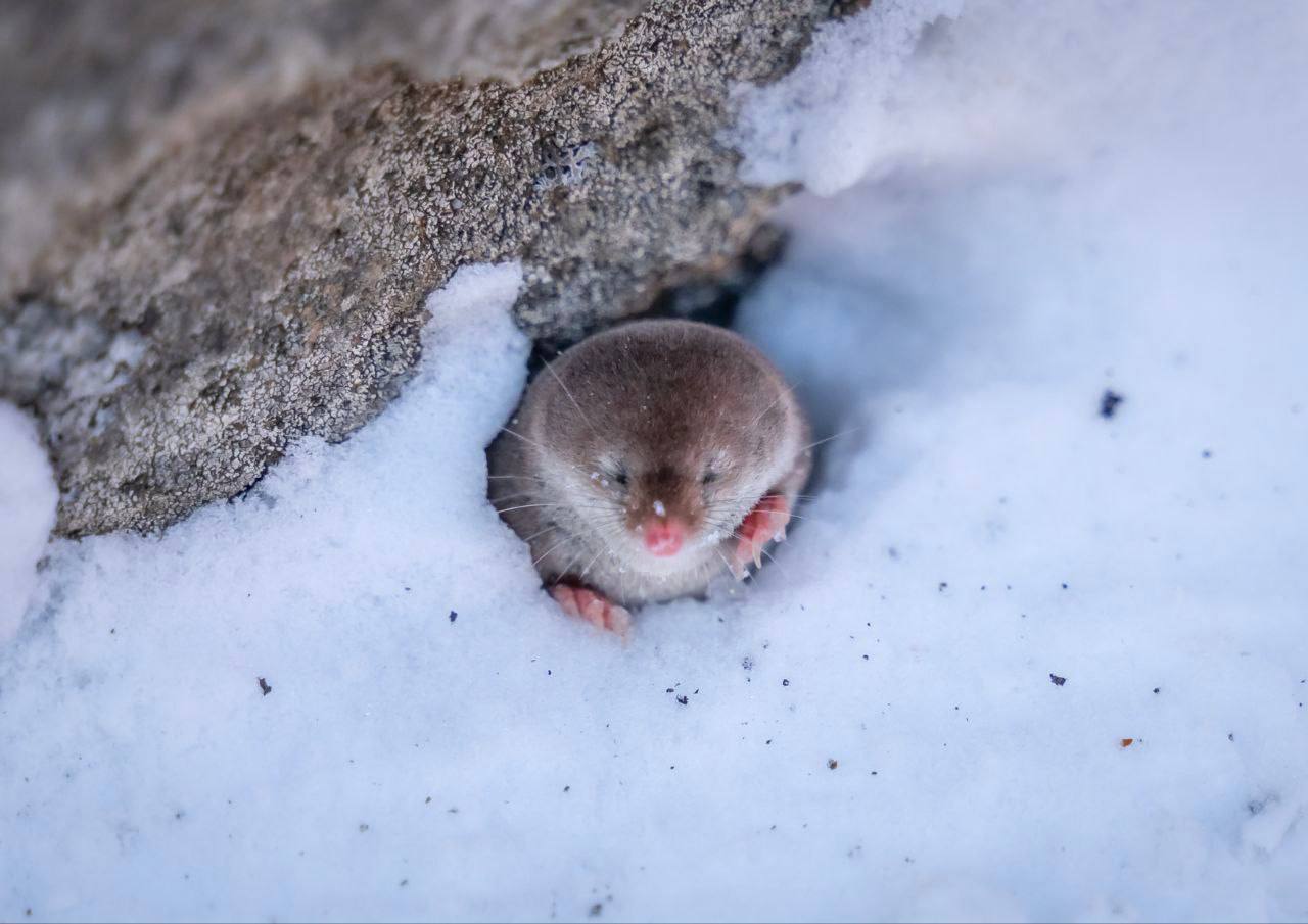 Останец Лягушка обзавелся маленьким смотрителем