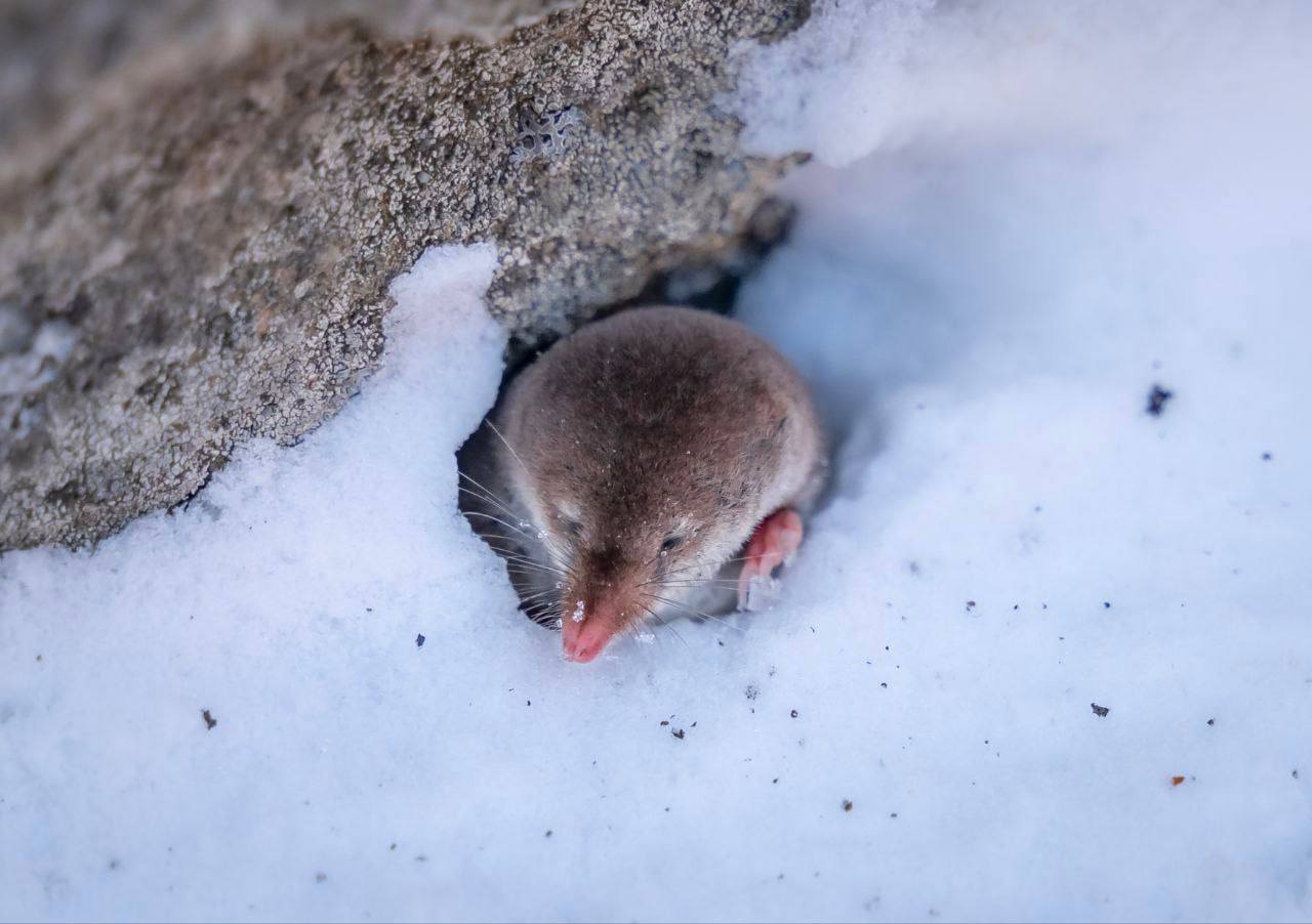 Останец Лягушка обзавелся маленьким смотрителем Останец Лягушка обзавелся маленьким смотрителем