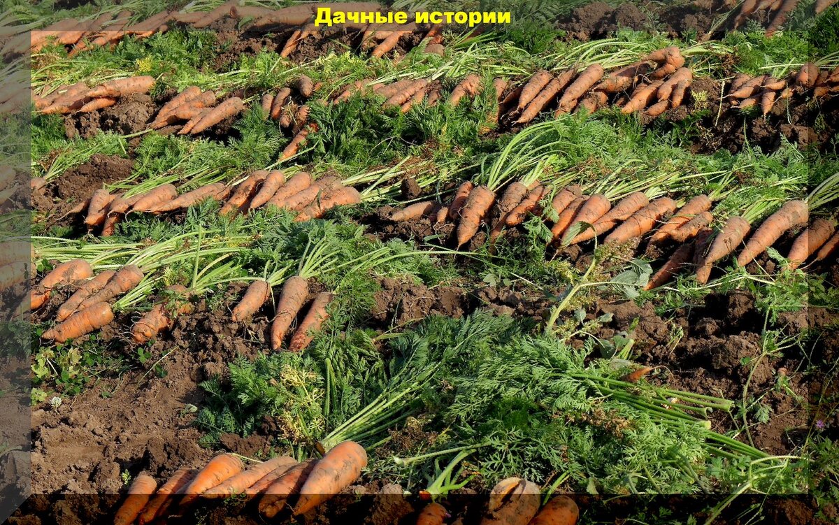 Как понять, когда убирать морковь, и секреты её хранения