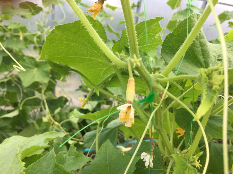 Почему желтеет и опадает завязь у огурцов: главные причины и способы решения проблемы