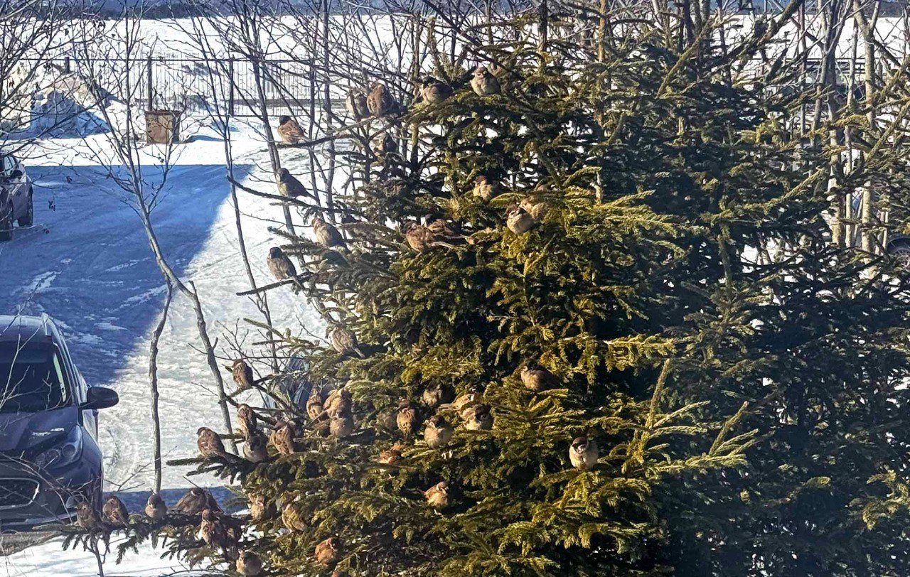 Воробьев становится меньше: тревожные итоги переписи на Кунашире