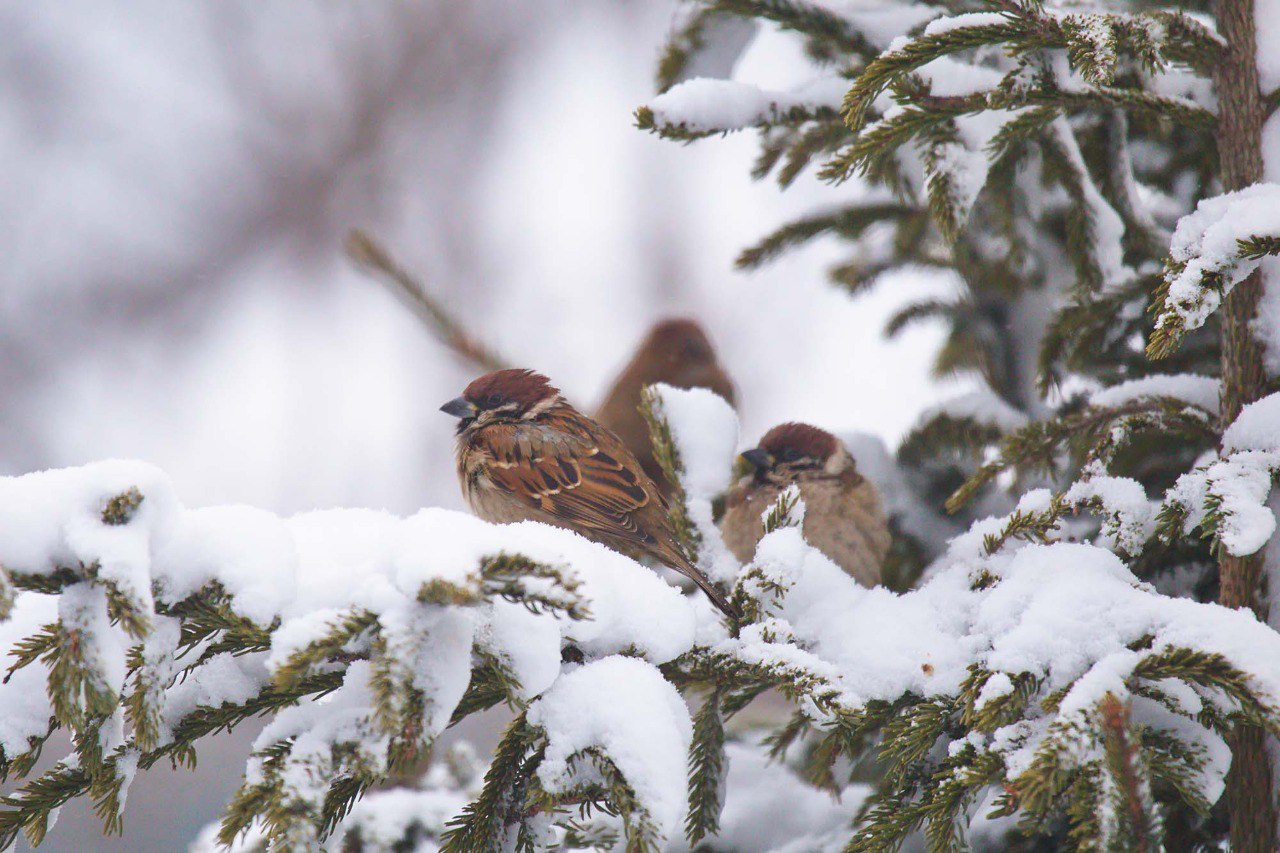 Воробьев становится меньше: тревожные итоги переписи на Кунашире Воробьев становится меньше: тревожные итоги переписи на Кунашире