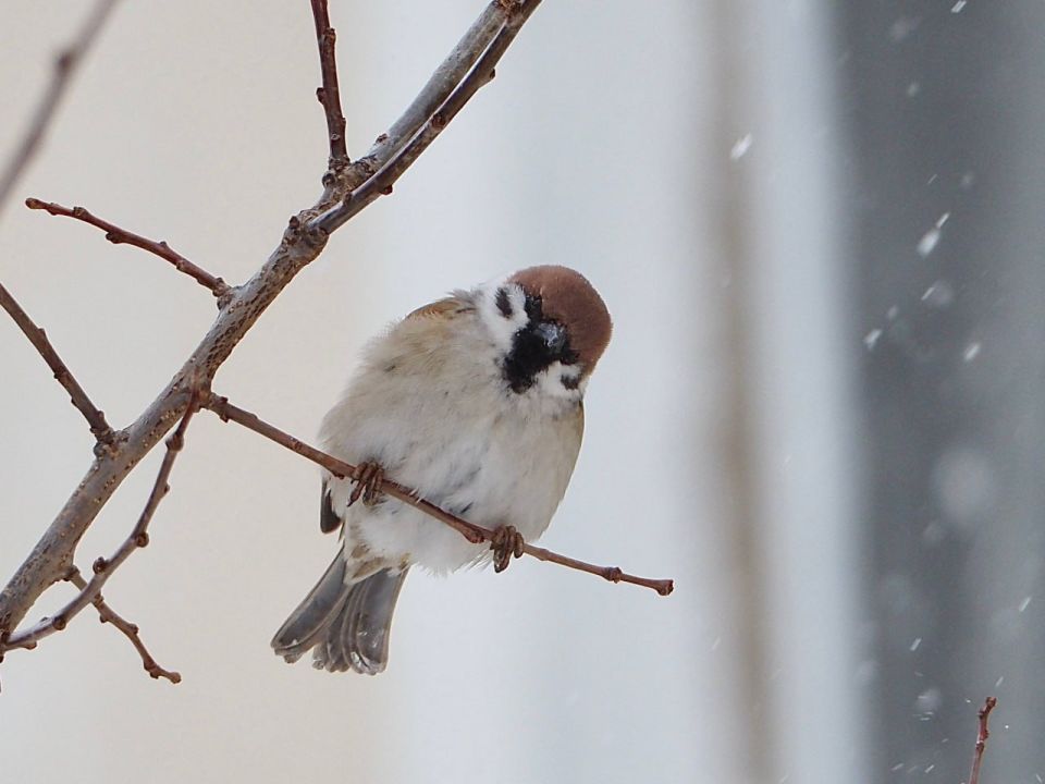 Куда пропали воробьи? Ученые заповедника «Курильский» бьют тревогу