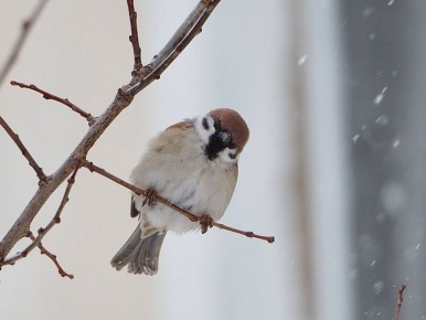 ���� ������� �������? ������ ����������� ����������� ���� �������