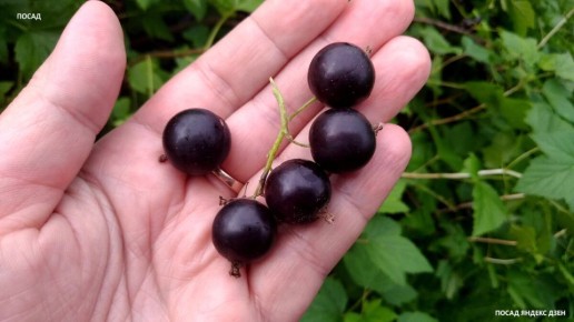 ��� ������������ ������� ��������� ����� ������ ��� ������� ����� ������