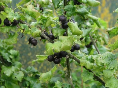 ��� ��������� �� ���������: ������� ��������� �����