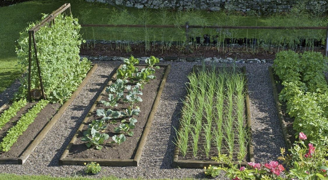 Как организовать огород для максимальной эффективности