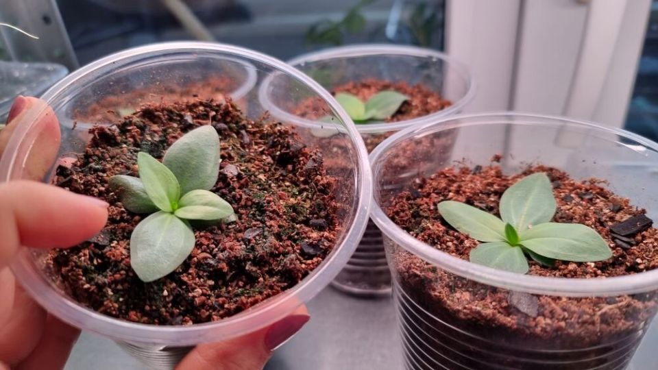 Как вырастить крепкую рассаду эустомы: проверенные советы