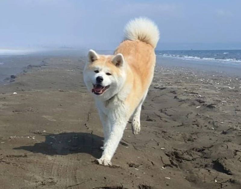 Вознаграждение — 30 тысяч рублей: в Южно-Сахалинске уже второй месяц ищут акита-ину, пропавшую в новогоднюю ночь