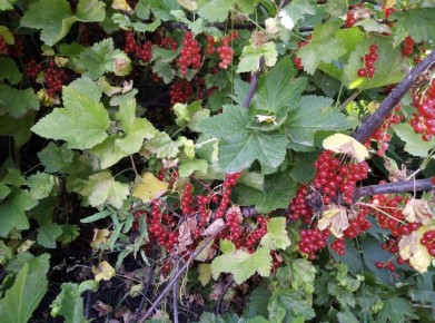 Как правильно удобрять смородину осенью для отличного урожая