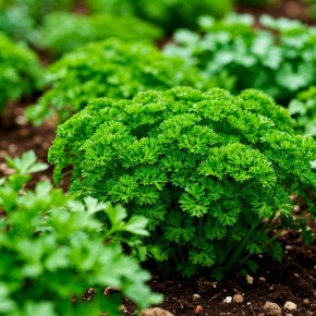 Петрушка: удивительные факты о зелени, которую все недооценивают