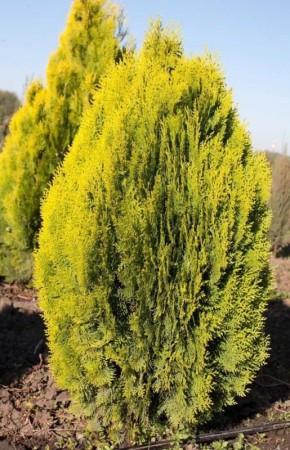 Туя Кан-Кан: редкий и эффектный выбор для вашего сада