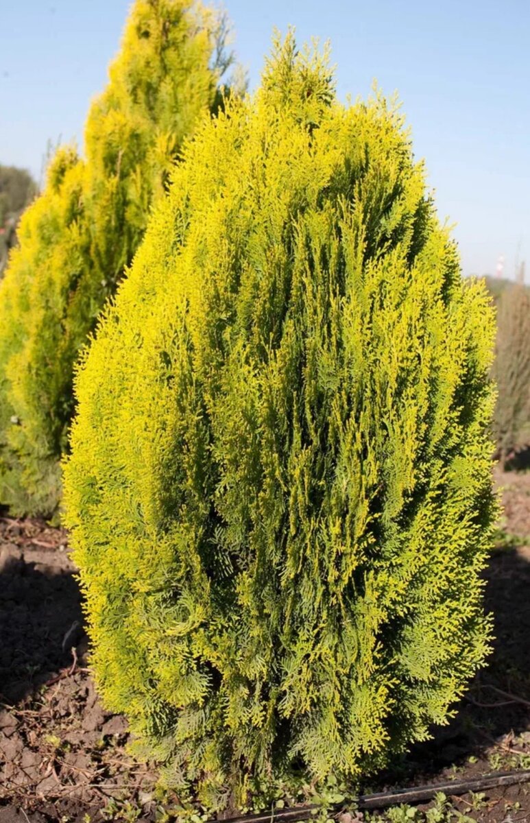 Туя Кан-Кан: редкий и эффектный выбор для вашего сада