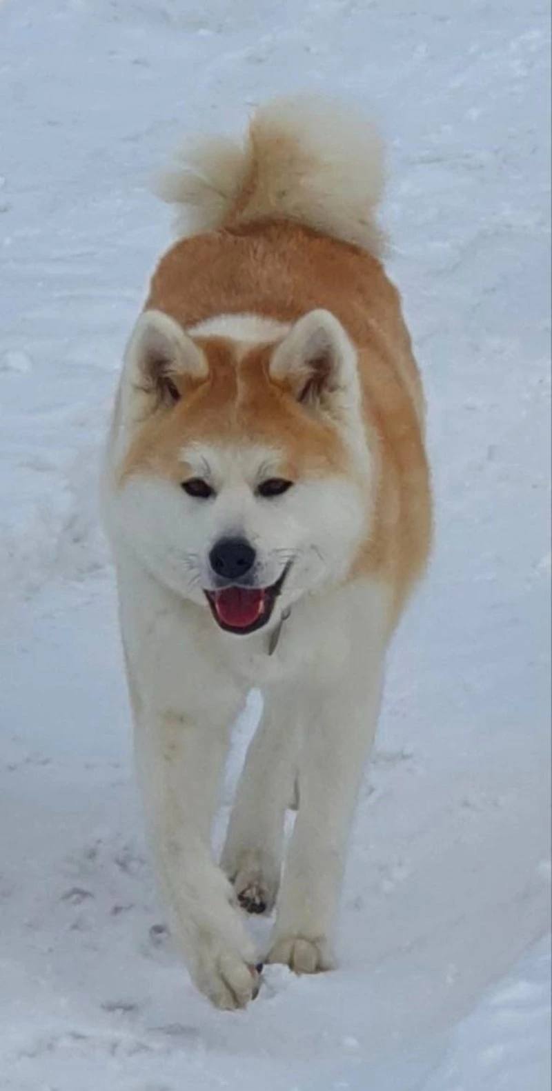 Вознаграждение — 30 тысяч рублей: в Южно-Сахалинске уже второй месяц ищут акита-ину, пропавшую в новогоднюю ночь Вознаграждение — 30 тысяч рублей: в Южно-Сахалинске уже второй месяц ищут акита-ину, пропавшую в новогоднюю ночь