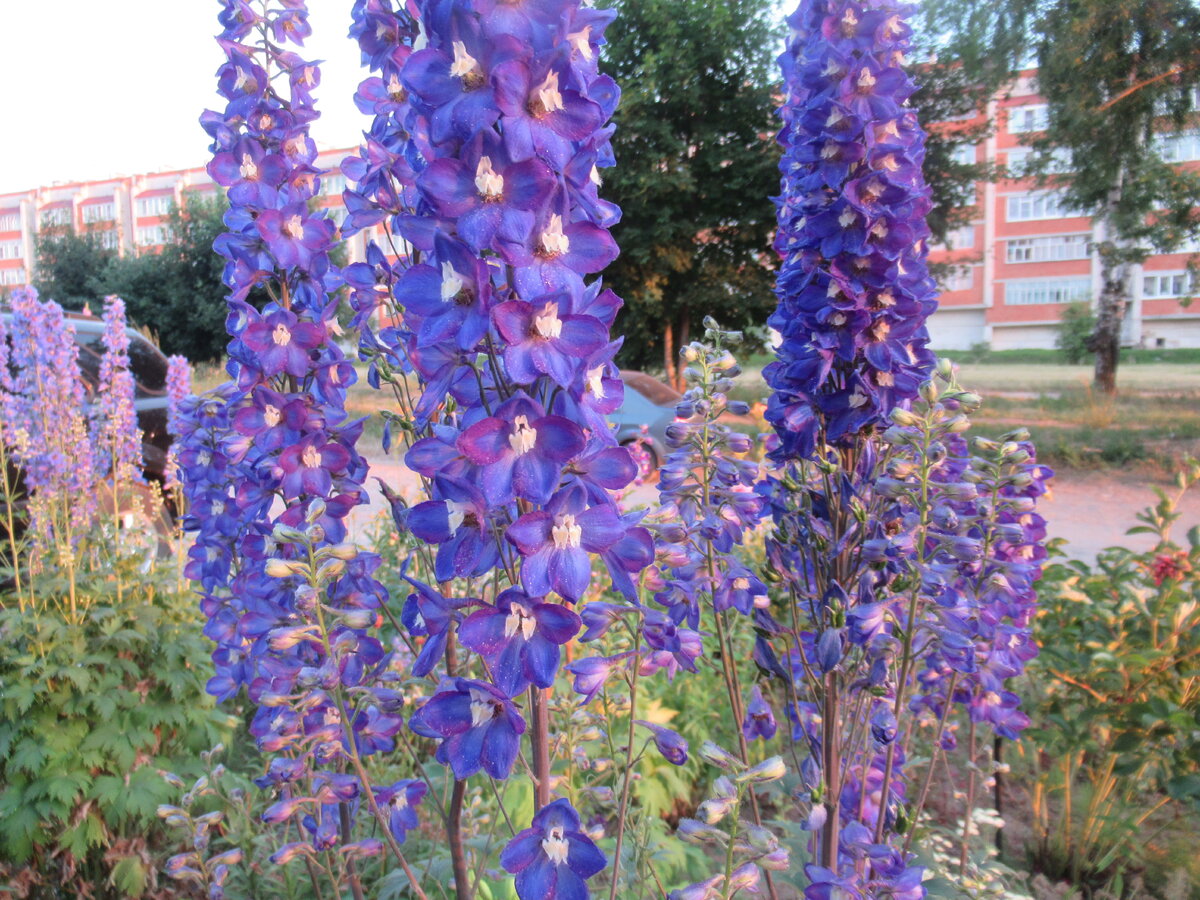 Почему стоит сеять семена дельфиниума под зиму: преимущества и советы