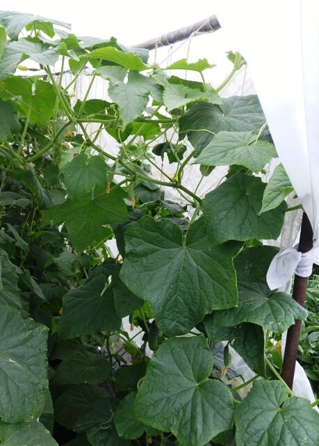 Как продлить плодоношение огурцов в августе