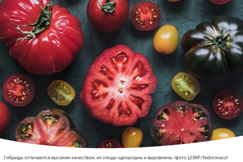 Сорт или гибрид: что выбрать для вашего огорода?