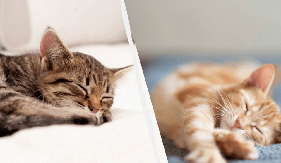 Зимний сон кошек: Как помочь вашему питомцу в холодные месяцы