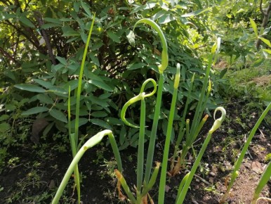 Многоярусный лук: новая находка для садоводов