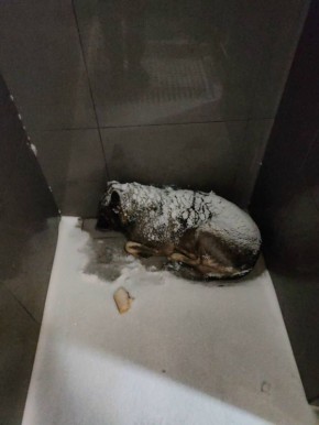 Россияне бойкотируют «Додо Пиццу» из-за случая с бездомной собакой