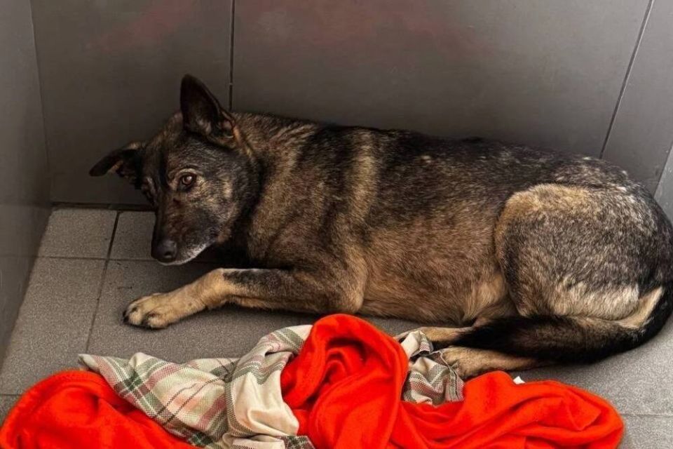 «Додо Пицца» разрешила приходить в пиццерии с животными после скандала с бездомной собакой