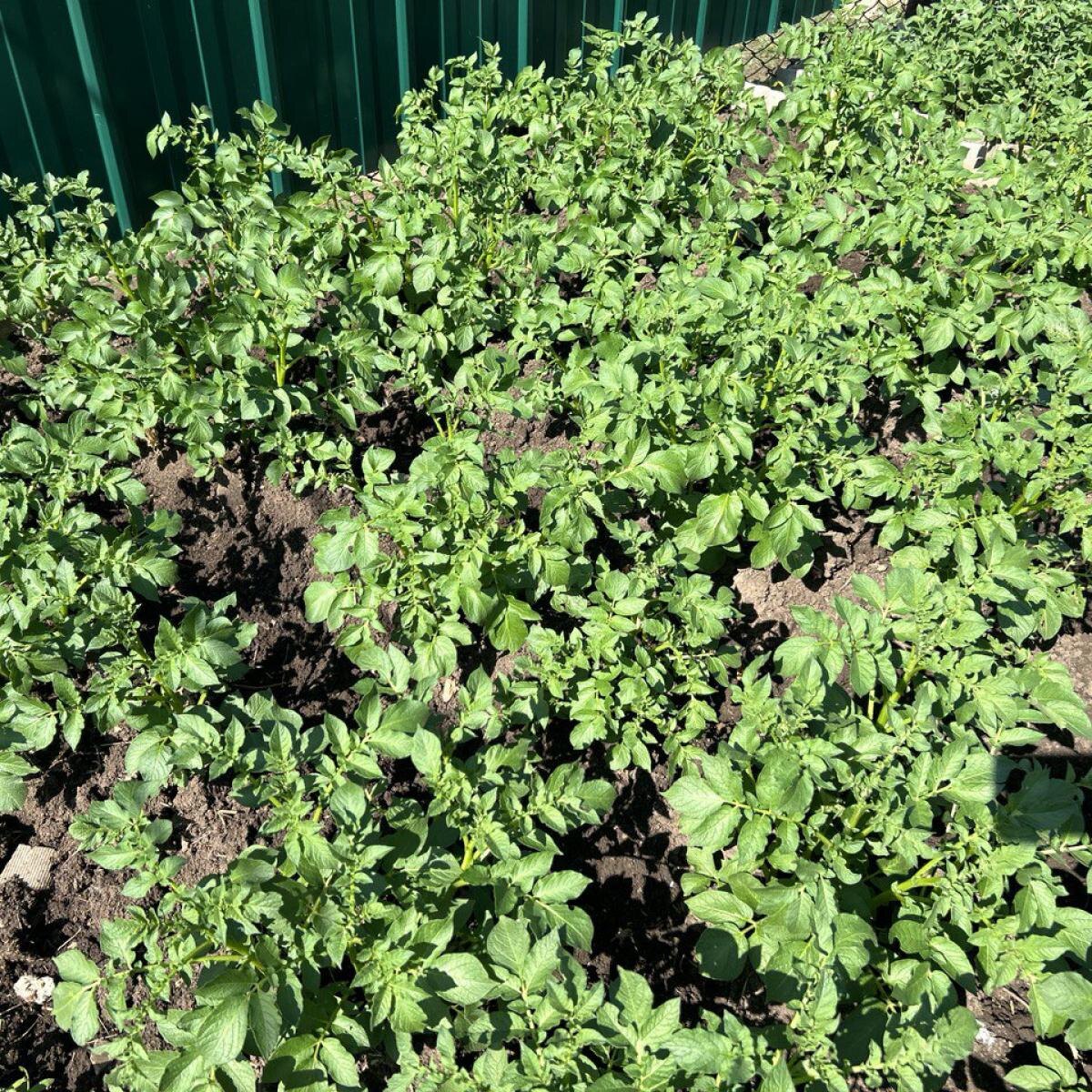 Как сажать разные сорта картофеля для богатого урожая