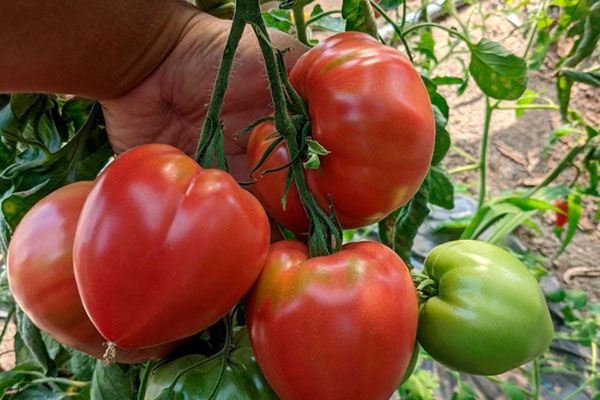 Томаты Окс десерт: Как достичь рекордных урожаев на приусадебном участке
