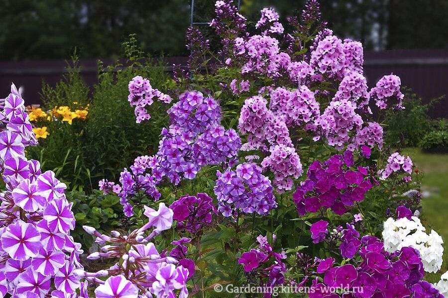 Как обеспечить флоксам яркое и длительное цветение: советы по подкормке
