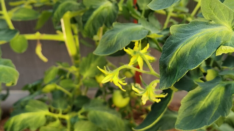 Эффективные подкормки для томатов во время цветения