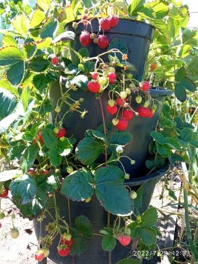 Как вырастить клубнику в домашних условиях: советы и технологии