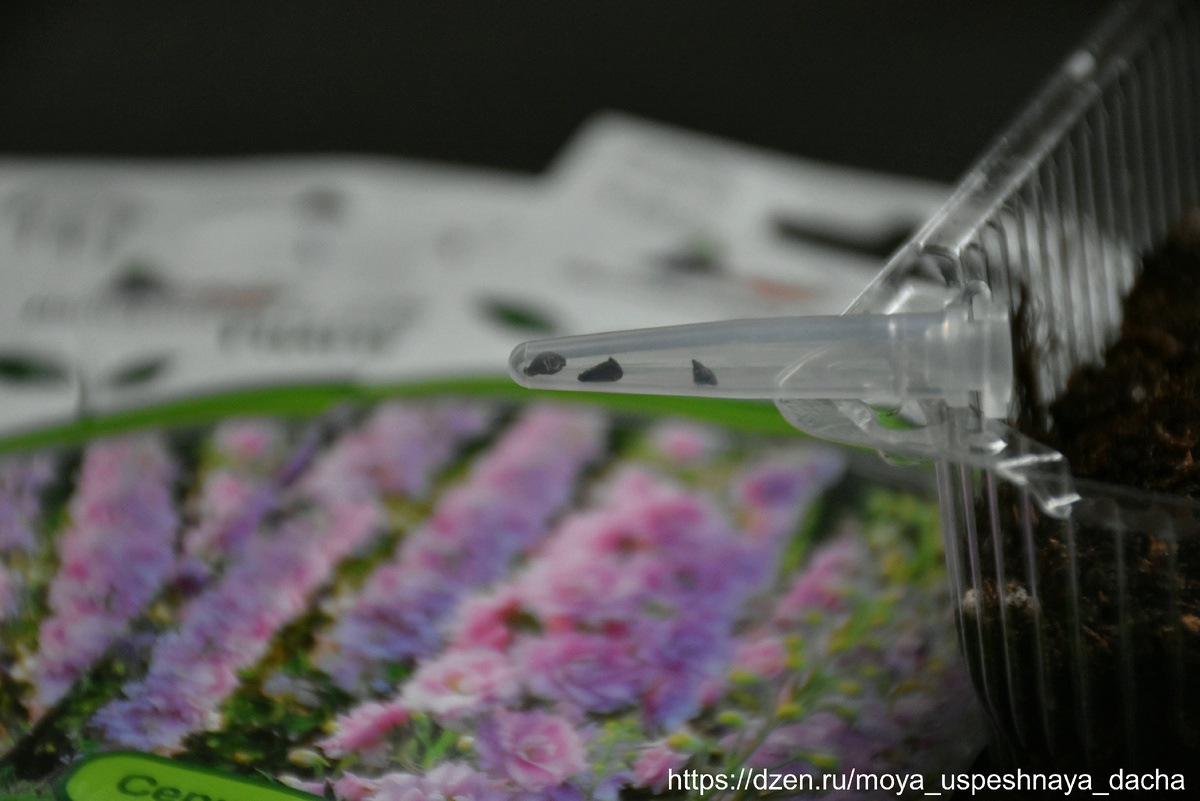 Секреты успешного посева: что сеять уже в январе для рассады