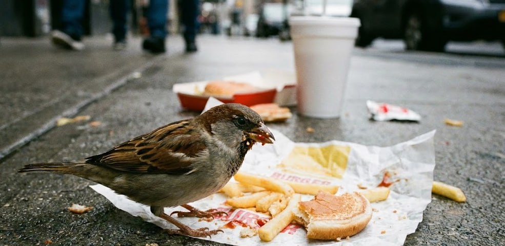 Ученые выяснили, почему воробьи в России страдают ожирением