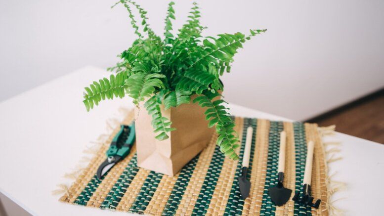 Почему некоторые комнатные растения теряют популярность: опыт цветовода