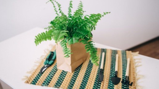 Почему некоторые комнатные растения теряют популярность: опыт цветовода