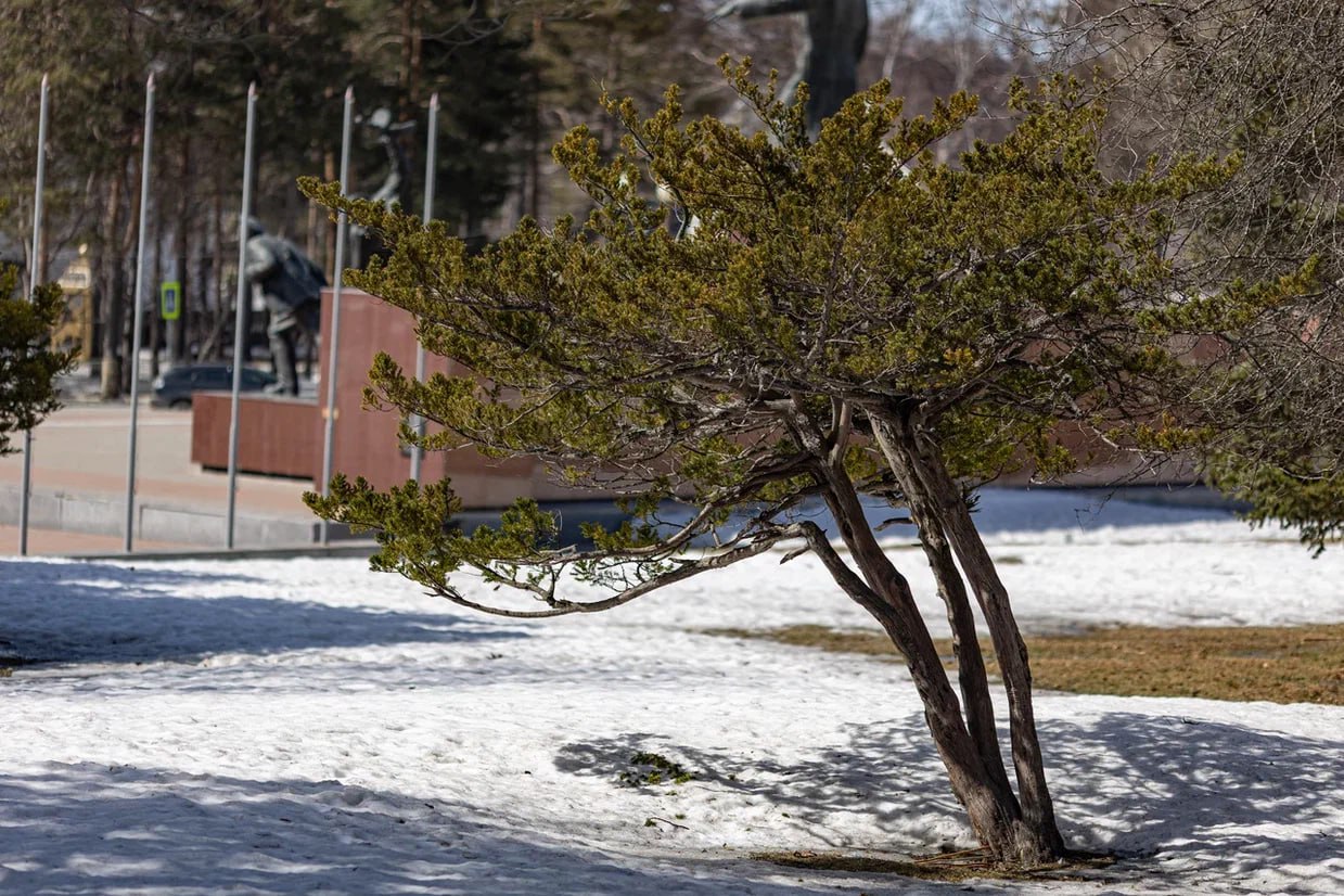 До весны – 3 дня. Совсем скоро горожане снимут тёплые куртки, дети с радостью достанут самокаты и велосипеды, а солнце будет светить еще ярче До весны – 3 дня. Совсем скоро горожане снимут тёплые куртки, дети с радостью достанут самокаты и велосипеды, а солнце будет светить еще ярче