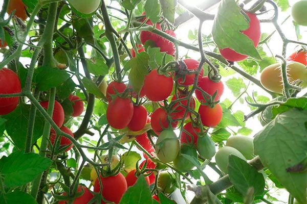 ������ ������ � ������: �������� ������ �������