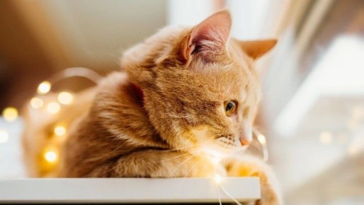 ������������� �������� � �������� ����� ����-���������� 25 �������