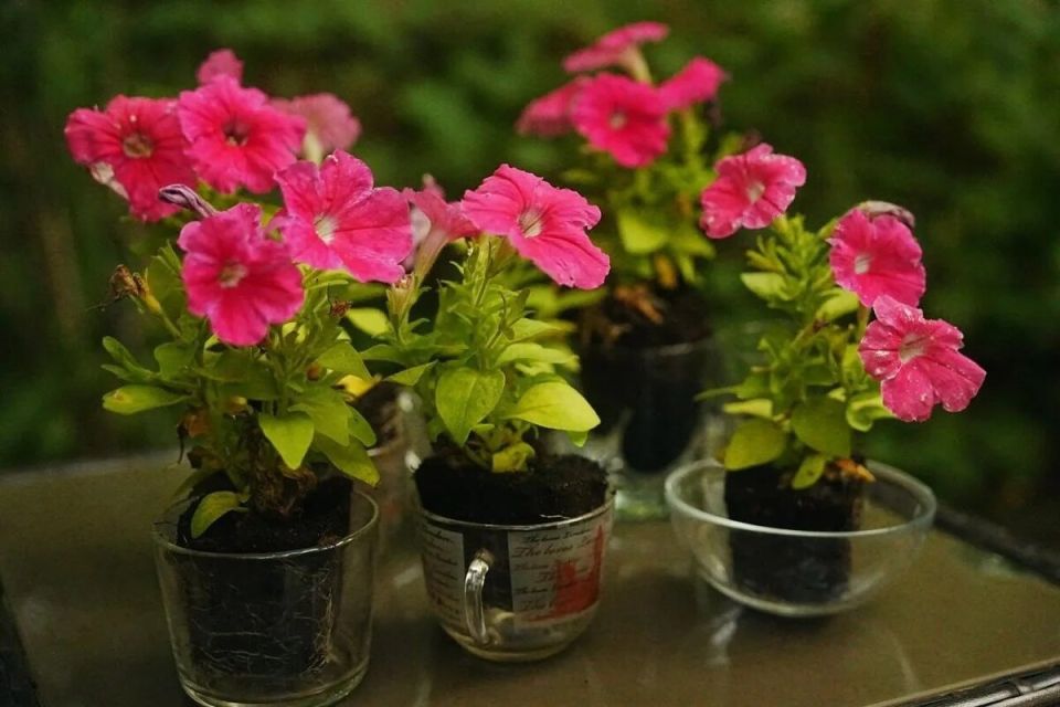 ��� ��������� ����������� ������� � ������� ��� ��������� �����������