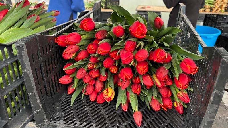 От луковицы до букета: закулисье производства тюльпанов к 8 Марта показали в Южно-Сахалинске