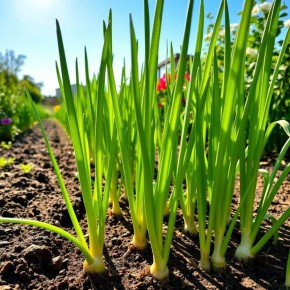 Секреты идеальной сушки лука: пять простых способов