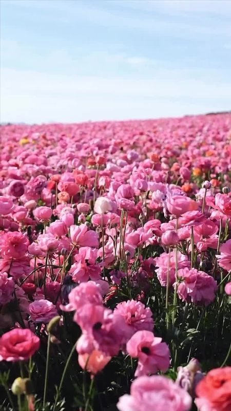 ������ ����!. ������� ��������� ���� �������������� � ���� ���� �������� �������������� ������� �������� (1869 � 1939), ����� ������� ������� (1941 �2012 ), �������� � ��������� ������� ����� (1903 � 1984), �������� ������...