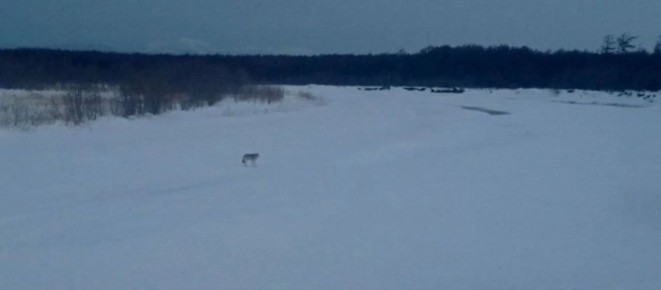 В районе реки Леонидовки, по словам очевидца, заметили волка